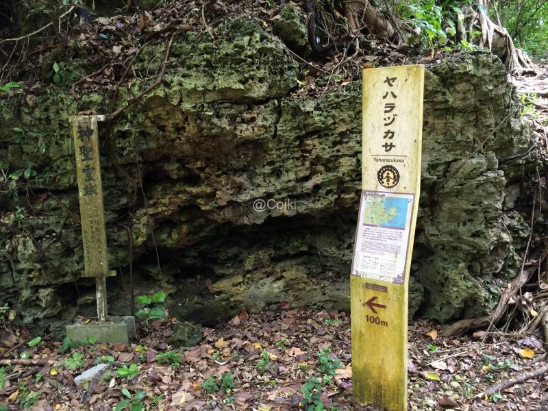 ヤハラヅカサ