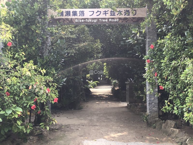 フクギ並木通り