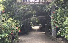 フクギ並木通り