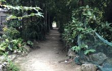 フクギ並木通りの脇道