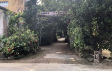 フクギ並木通り