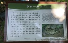 ウローカー