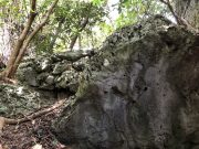 隆起サンゴの巨石