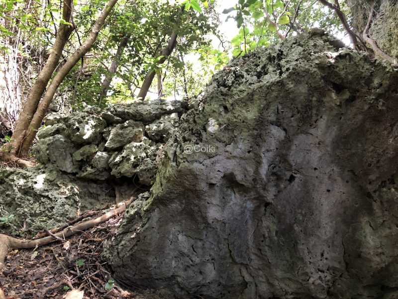 隆起サンゴの巨石