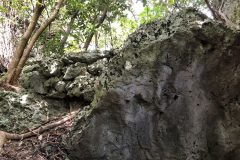 隆起サンゴの巨石