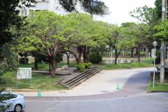 護国神社から公園を見る