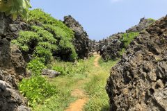 龍神龍王神大神への遊歩道