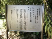 金武観音寺のフクギ