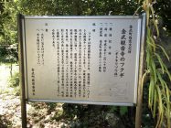 金武観音寺のフクギ