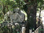 金武観音寺のフクギ