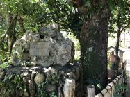 金武観音寺のフクギ