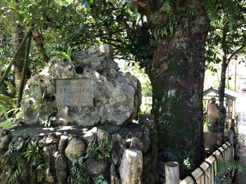 金武観音寺のフクギ