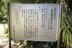 金武観音寺のフクギ