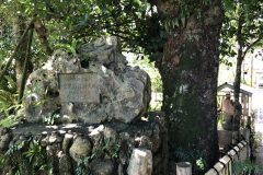 金武観音寺のフクギ